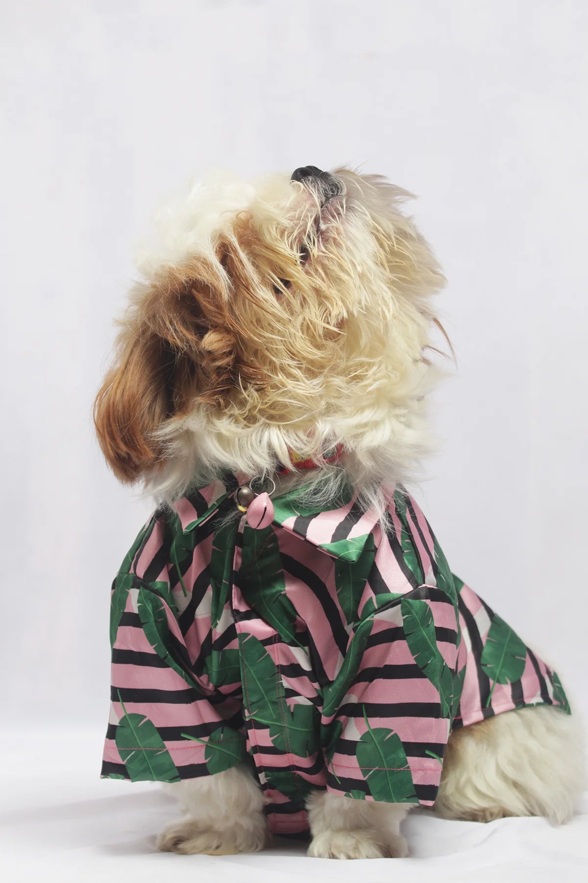 Side profile of a Shih Tzu modeling a pink and black striped satin pet shirt for summer vacations - The Woof Parade.