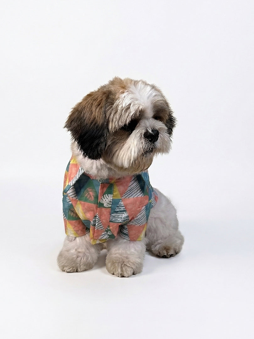 Shih Tzu dog sitting and wearing a colorful Tropicana Triangle Shirt for pets from The Woof Parade.