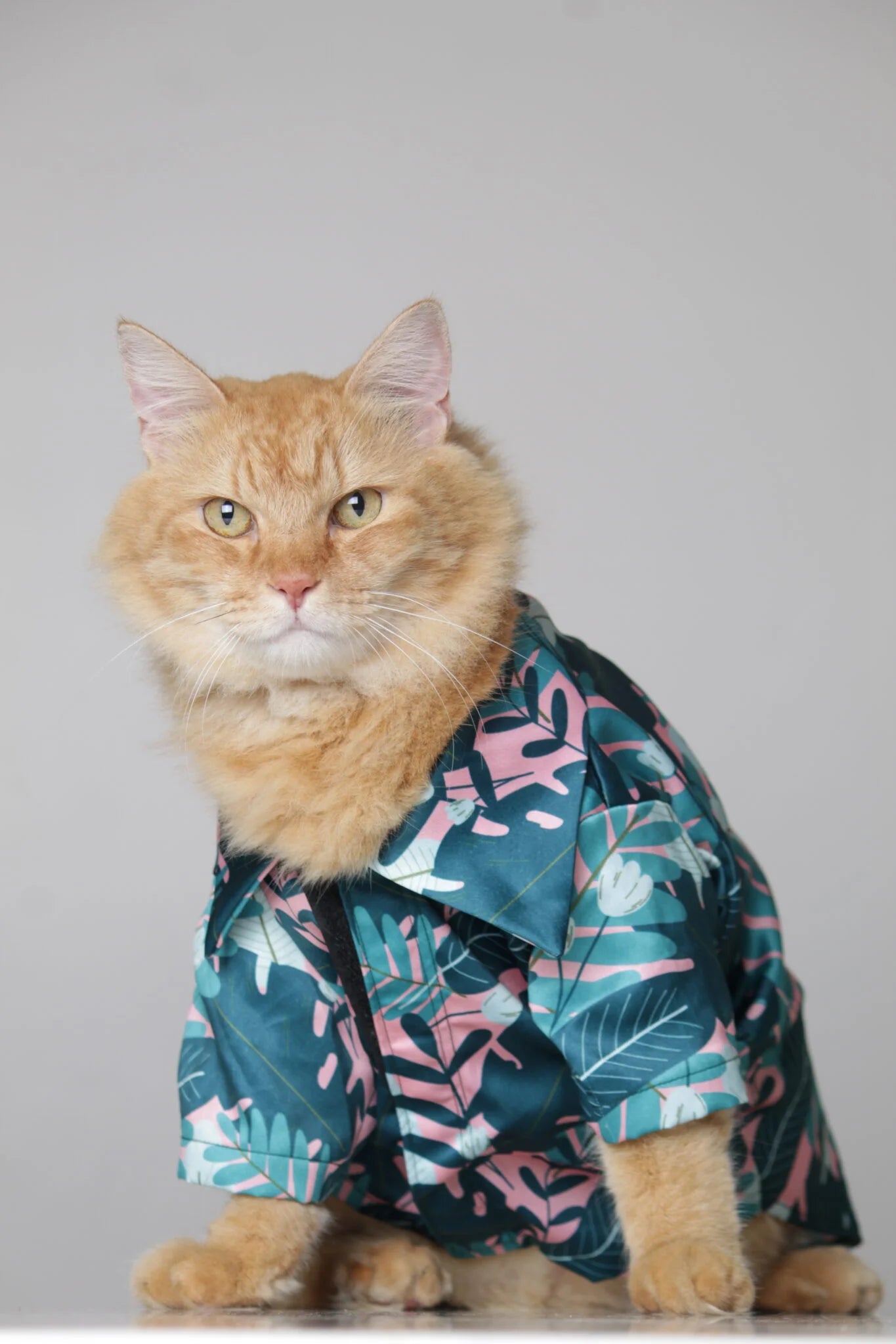 Orange cat modeling a comfortable teal tropical print pet shirt for cats and small dogs by The Woof Parade.