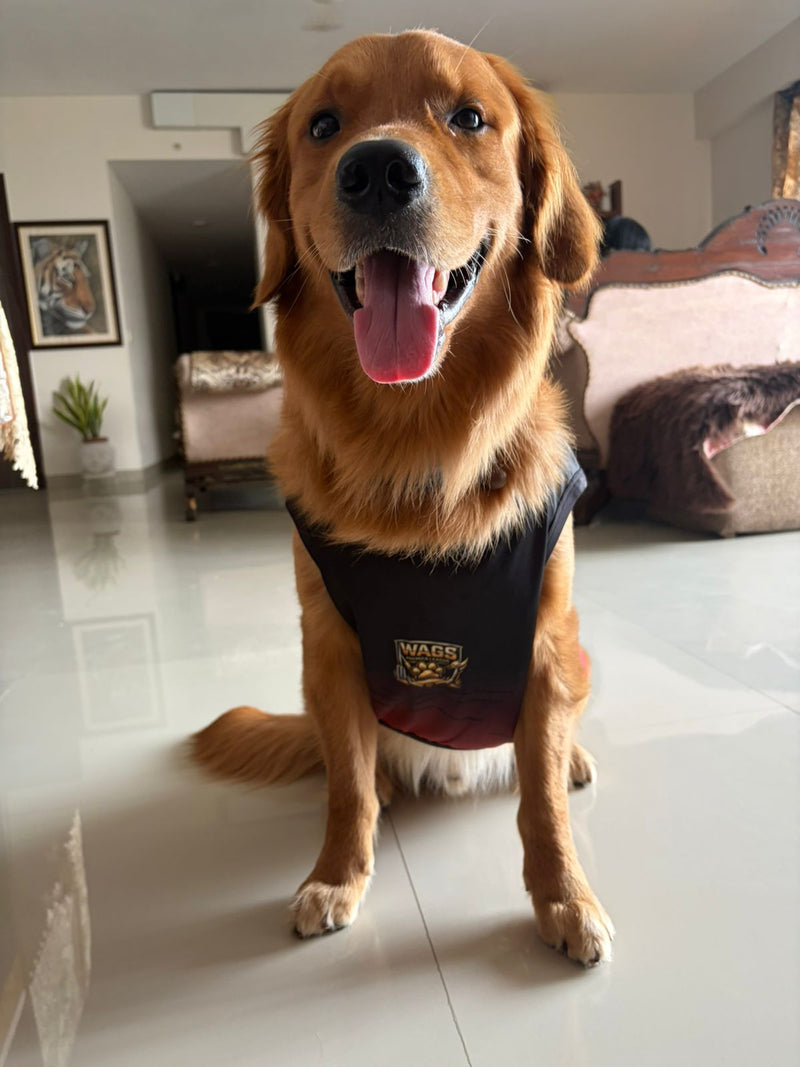 RCB Inspired Pet Jersey #18 Style for Dogs and Cats