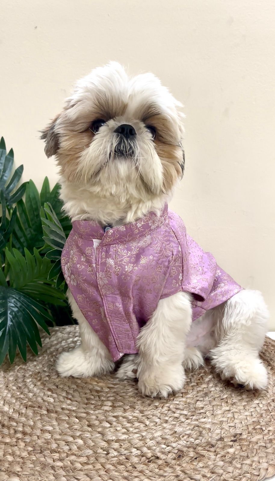 A Shih Tzu dog sitting and wearing a Banarasi Lavender Grace Ethnic Kurta with gold leaf accents and a traditional collar by The Woof Parade.