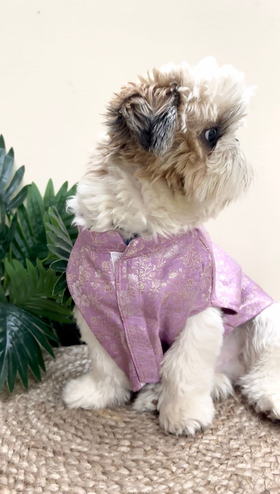 A Shih Tzu dog sitting and wearing a Banarasi Lavender Grace Ethnic Kurta with gold leaf accents and a traditional collar by The Woof Parade.