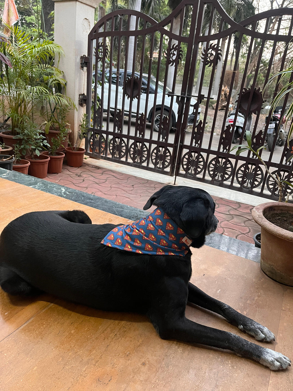 Large black dog lying on a deck wearing an adjustable Superman printed pet bandana from The Woof Parade.