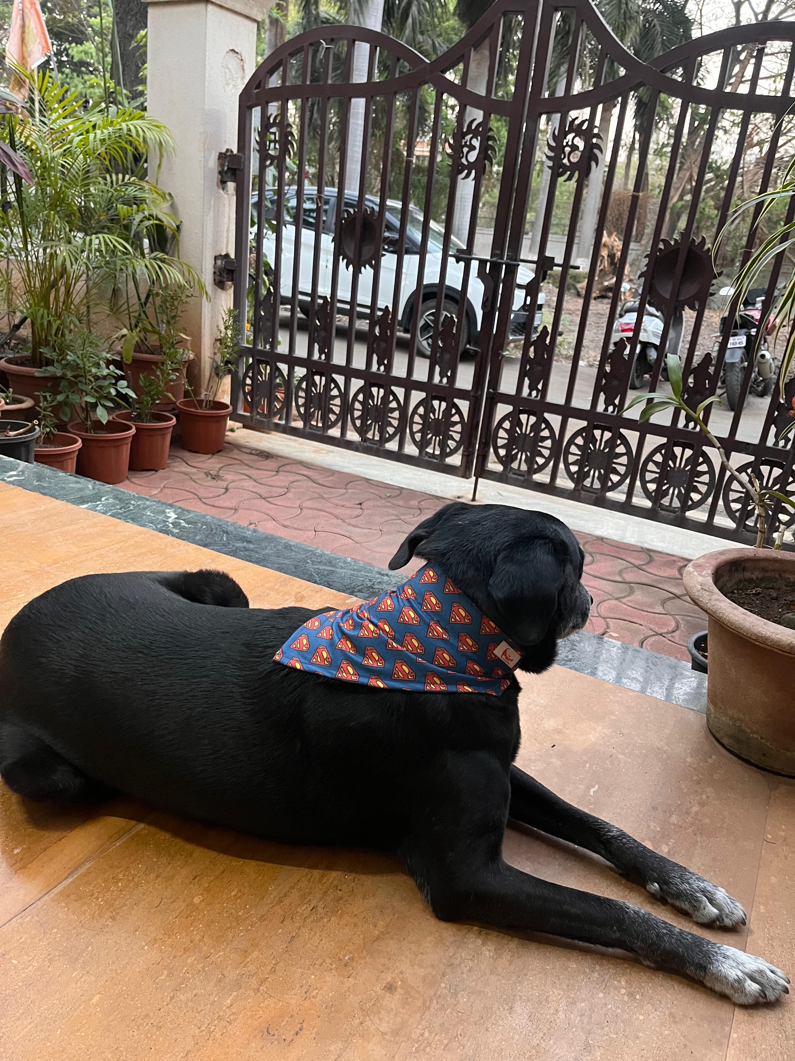 Large black dog lying on a deck wearing an adjustable Superman printed pet bandana from The Woof Parade.