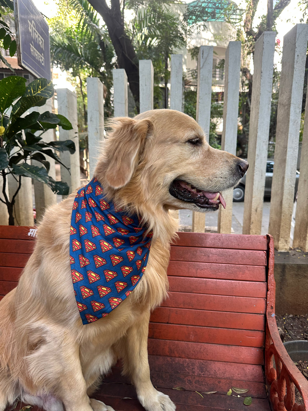 Comfortable and lightweight Superman bandana for dogs modeled by a Golden Retriever - The Woof Parade.