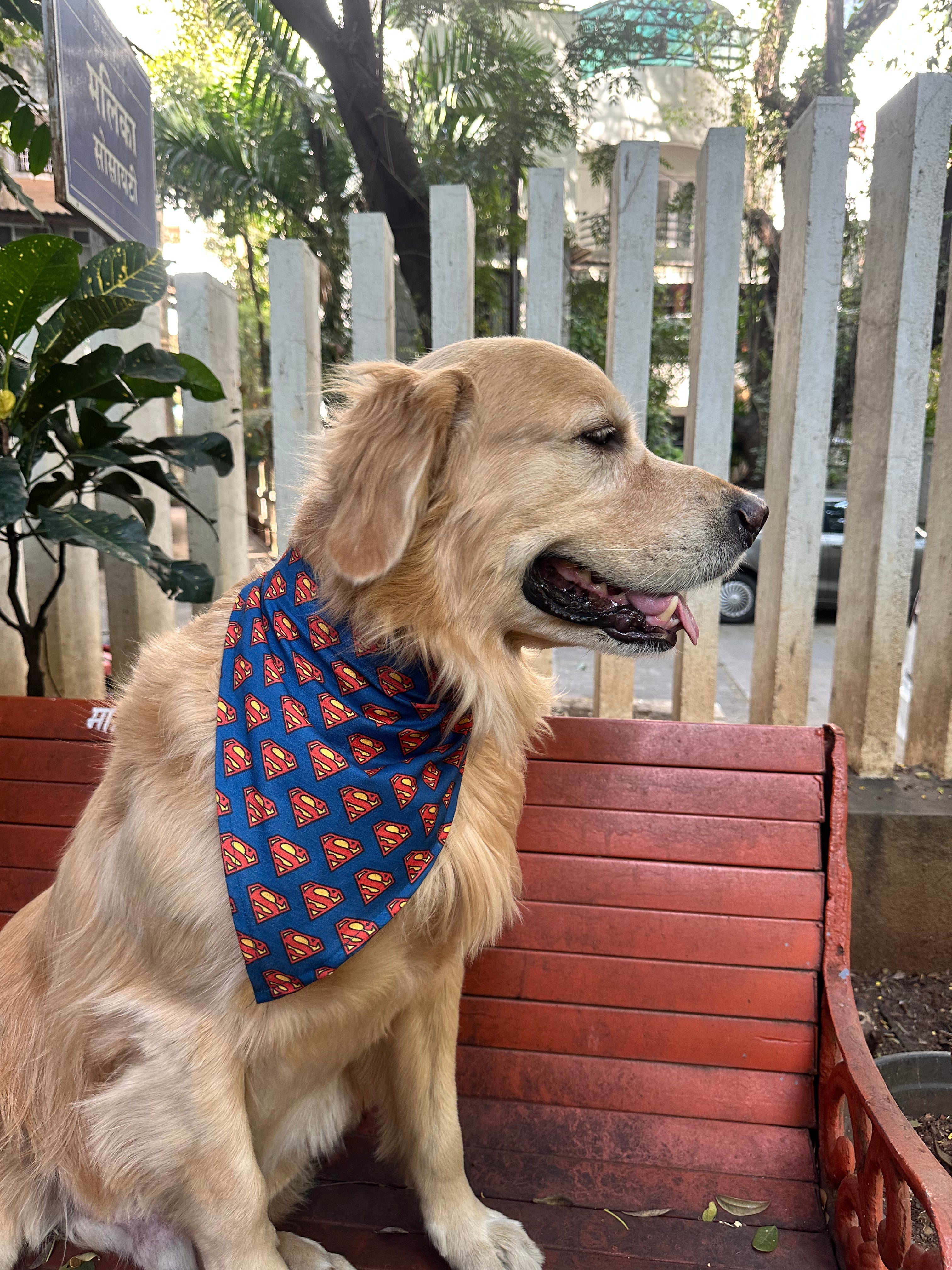Comfortable and lightweight Superman bandana for dogs modeled by a Golden Retriever - The Woof Parade.