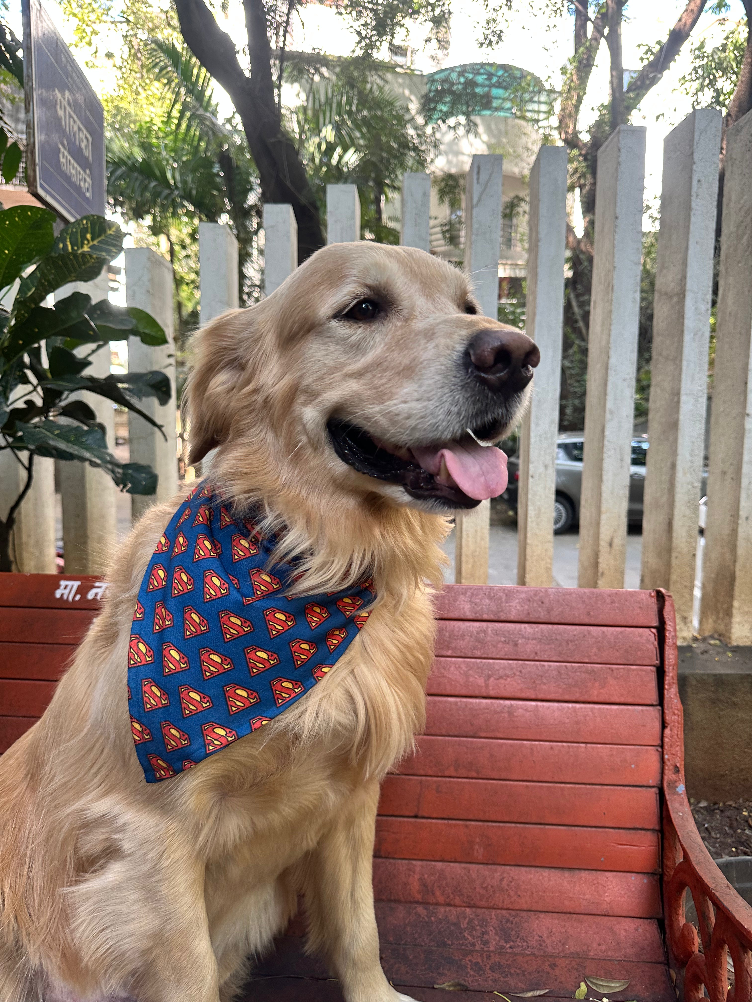 Golden Retriever sitting on a bench wearing a superhero-themed Superman bandana for dogs by The Woof Parade.