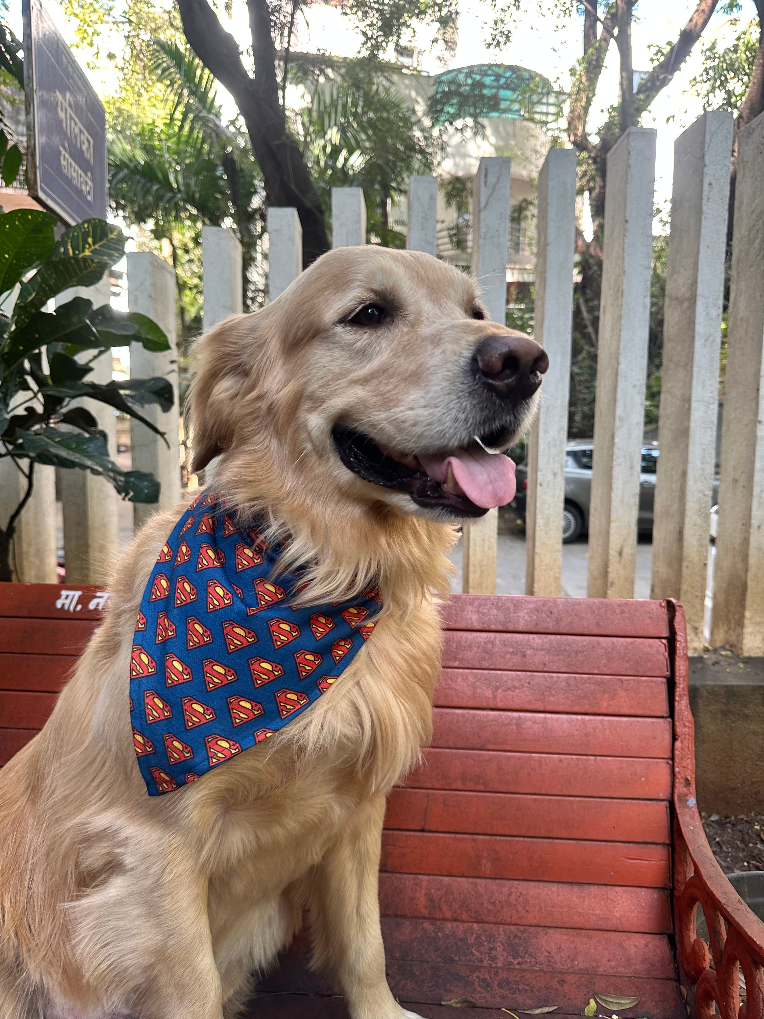 Golden Retriever sitting on a bench wearing a superhero-themed Superman bandana for dogs by The Woof Parade.