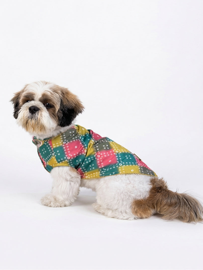 Shih Tzu dog wearing a vibrant Multicolour Bandhani Kurta for festive occasions from The Woof Parade.