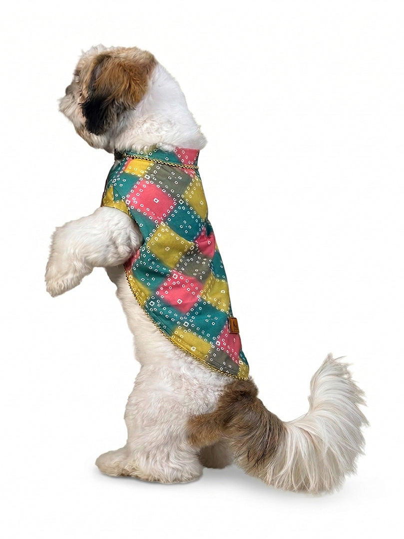 Shih Tzu dog wearing a vibrant Multicolour Bandhani Kurta for festive occasions from The Woof Parade.