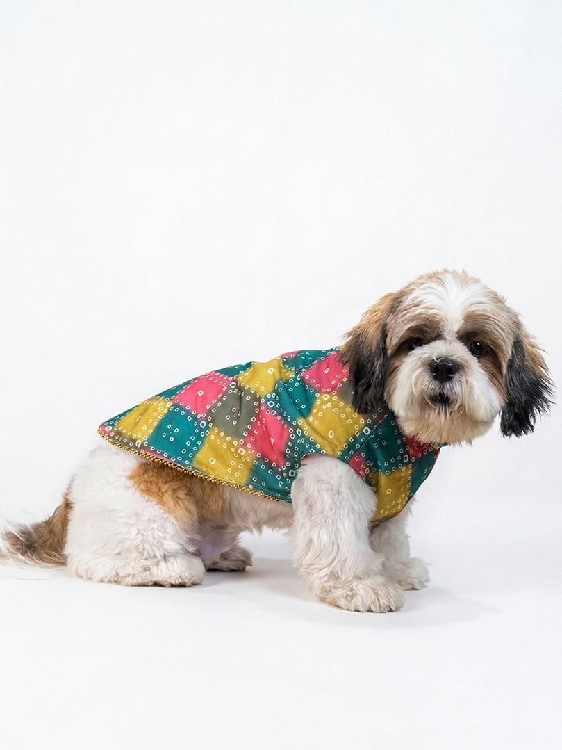 Shih Tzu dog wearing a vibrant Multicolour Bandhani Kurta for festive occasions from The Woof Parade.