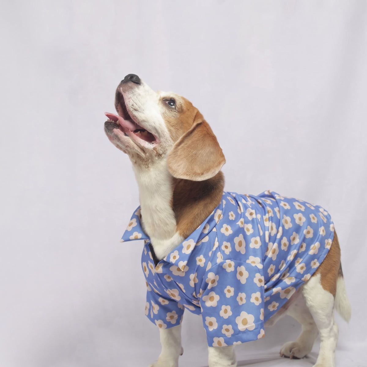 Blue Meadow Cotton Shirt for dogs & cats