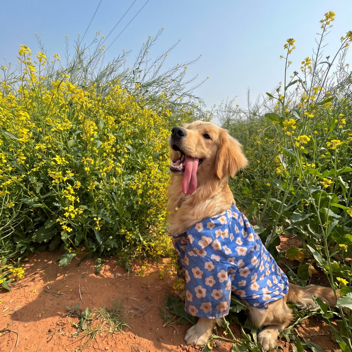 Blue Meadow Cotton Shirt for dogs & cats