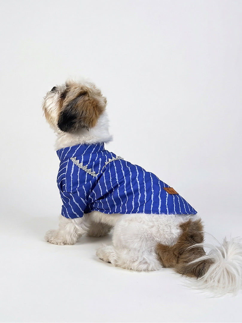 Shih Tzu dog modeling a Blue Lehariya Angarakha Kurta for pets from The Woof Parade.
