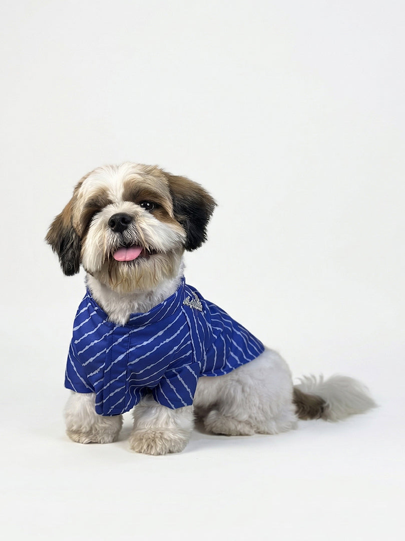 Front view of a small dog in a comfortable Blue Lehariya wrap-style kurta by The Woof Parade.