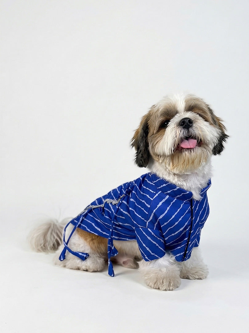 Front view of a small dog in a comfortable Blue Lehariya wrap-style kurta by The Woof Parade.