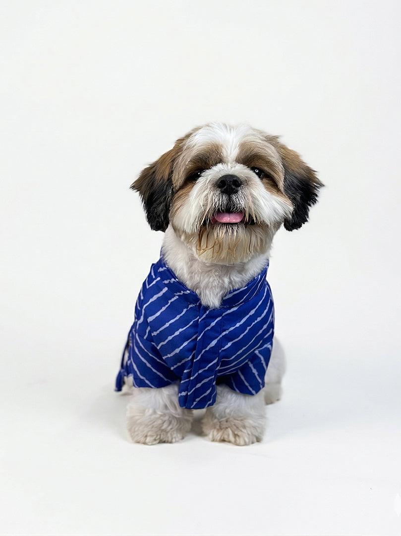 Front view of a small dog in a comfortable Blue Lehariya wrap-style kurta by The Woof Parade.