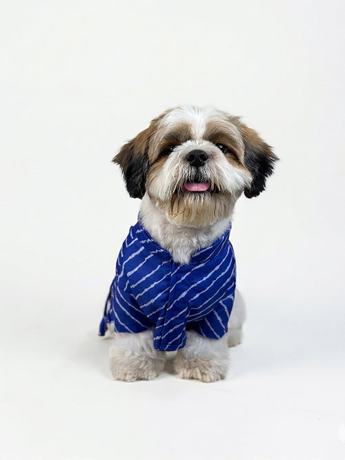 Front view of a small dog in a comfortable Blue Lehariya wrap-style kurta by The Woof Parade.