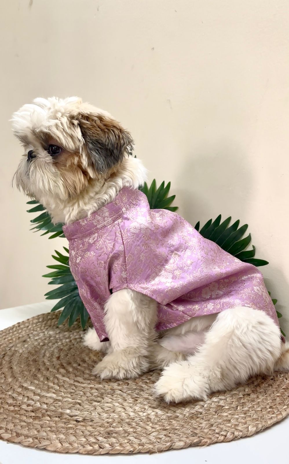 A Shih Tzu dog sitting and wearing a Banarasi Lavender Grace Ethnic Kurta with gold leaf accents and a traditional collar by The Woof Parade.