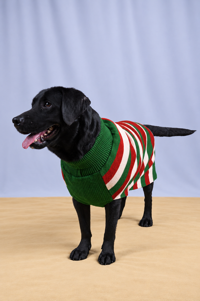 Greenforest Stripe Sweater