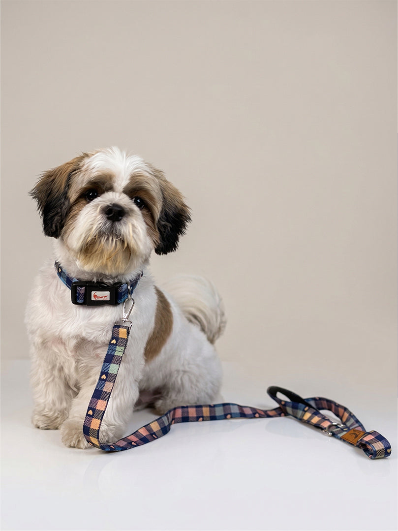 Shih Tzu dog sitting and wearing a vibrant Multicolour Collar & Leash Set from The Woof Parade.
