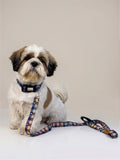 Printed Collar + Leash (Multicolour) for dogs