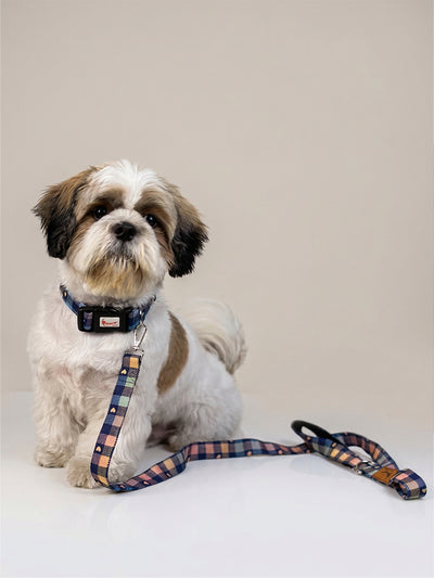Printed Collar + Leash (Multicolour) for dogs