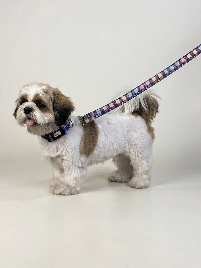 Shih Tzu on a fashionable everyday walk using a multicolour printed collar and matching durable leash from The Woof Parade.