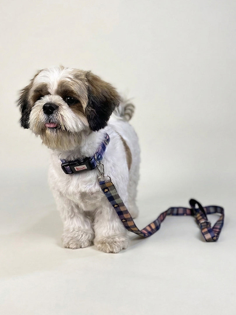 Printed Collar + Leash (Multicolour) for dogs