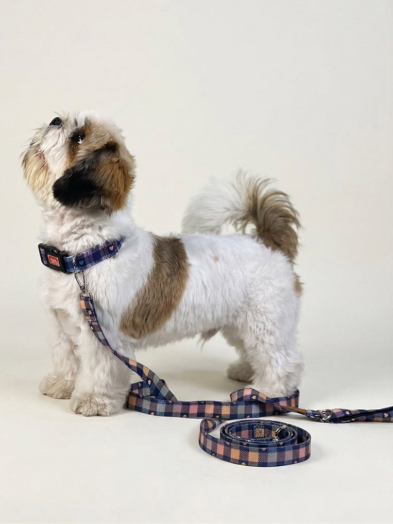 Shih Tzu dog sitting and wearing a vibrant Multicolour Collar & Leash Set from The Woof Parade.