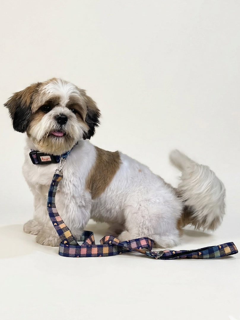 Shih Tzu dog sitting and wearing a vibrant Multicolour Collar & Leash Set from The Woof Parade.