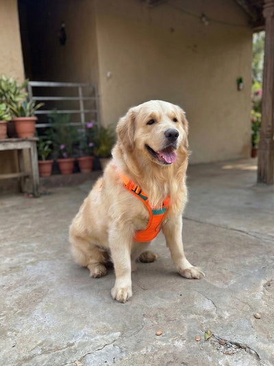 No Pull Premium Harness for dogs