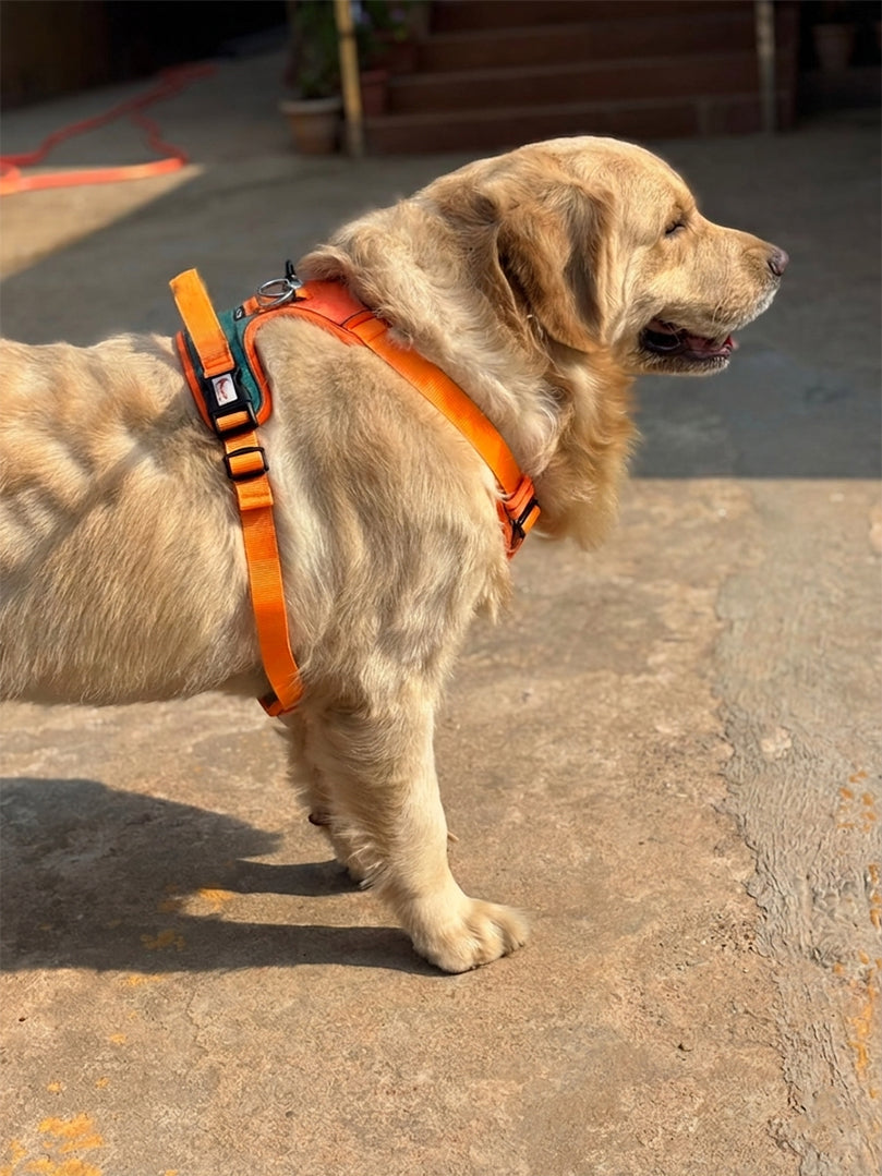 Side view of a Golden Retriever standing in an orange no pull harness, designed for comfort and control during outdoor adventures — The Woof Parade.