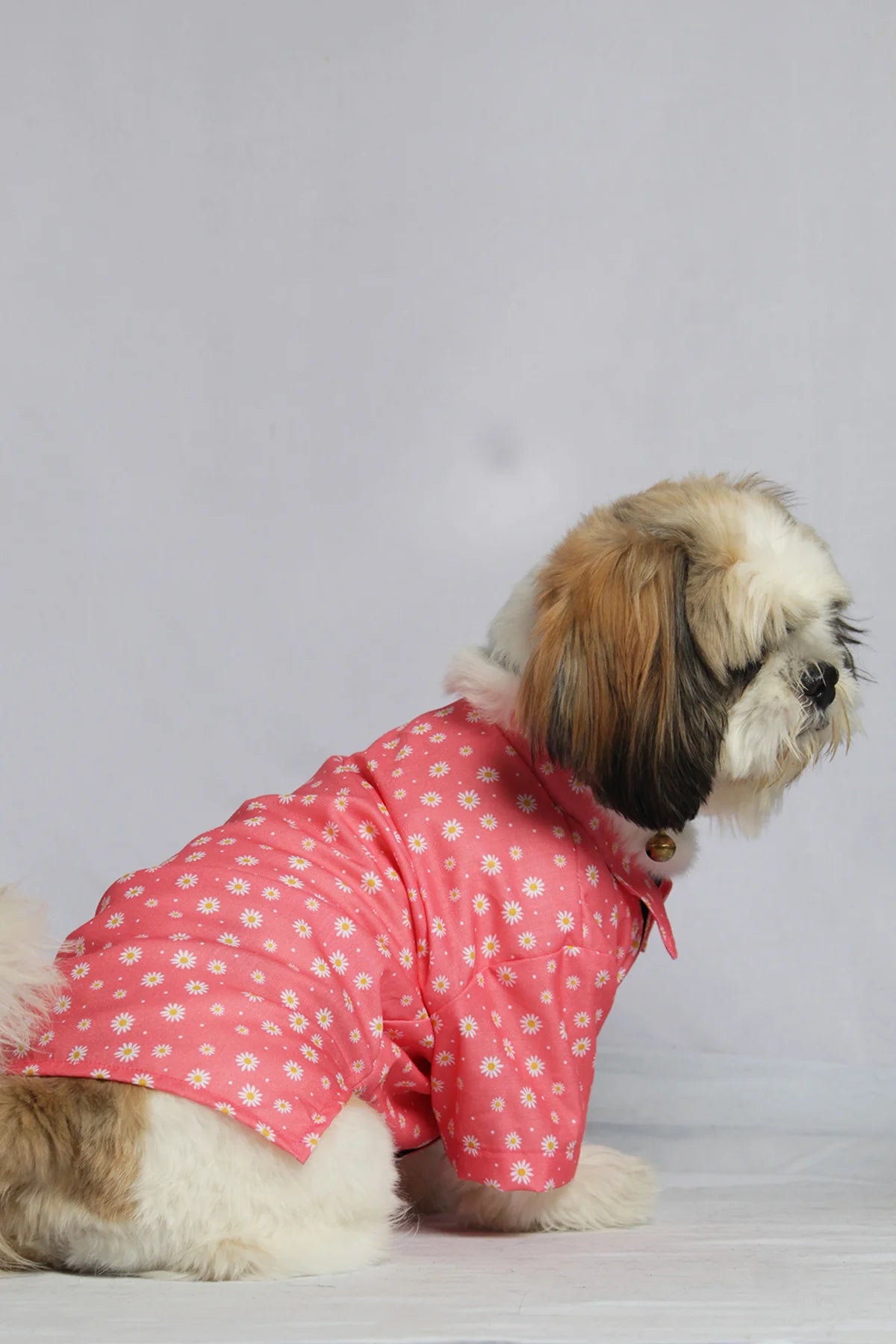 Shih Tzu dog sitting and wearing a pink Petal Pup Cotton Shirt with white daisy prints from The Woof Parade.