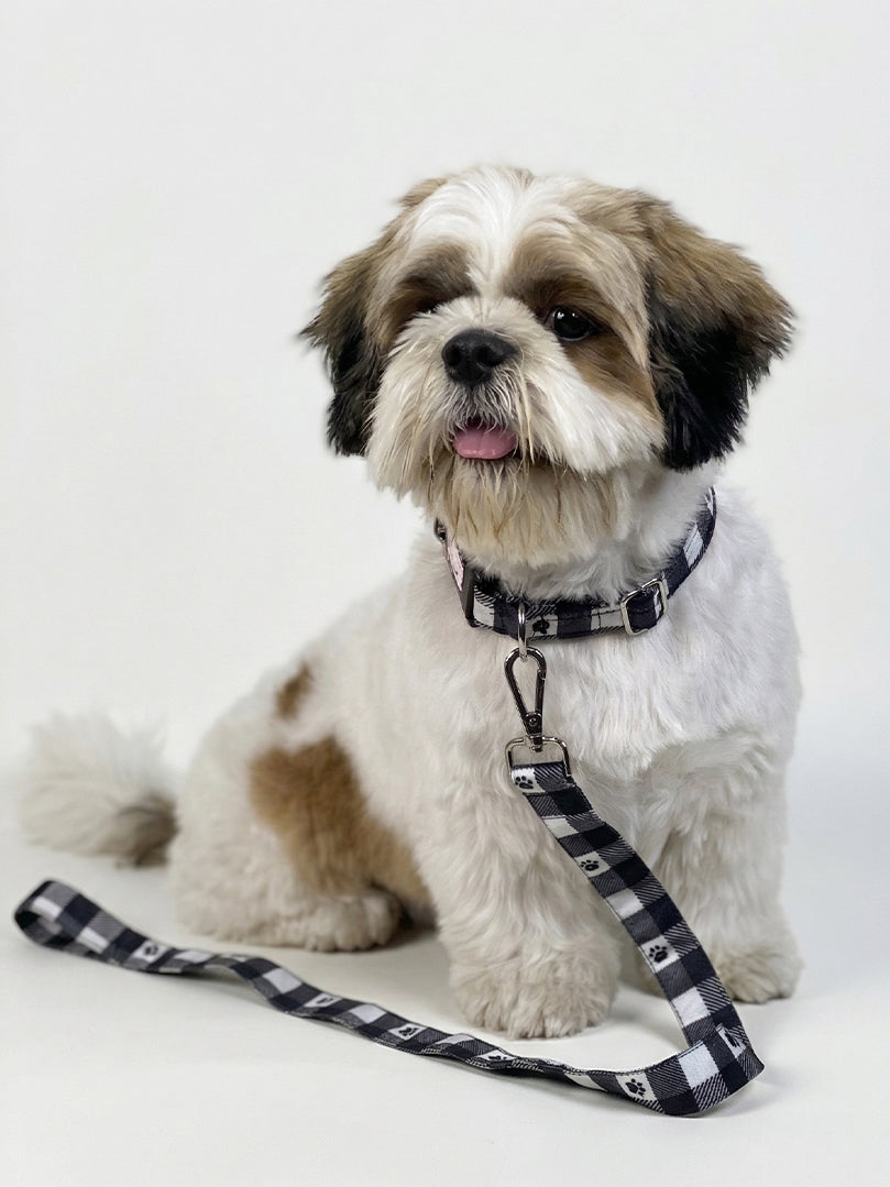 Shih Tzu dog sitting and wearing a cute black and white Paw Printed Collar & Leash Set from The Woof Parade.