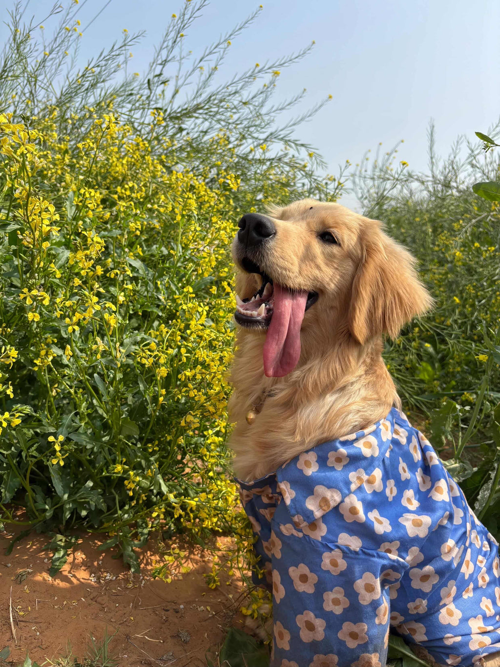 Golden Retriever dog sitting in a meadow of yellow flowers, wearing a Blue Meadow Cotton Shirt with a daisy pattern from The Woof Parade.