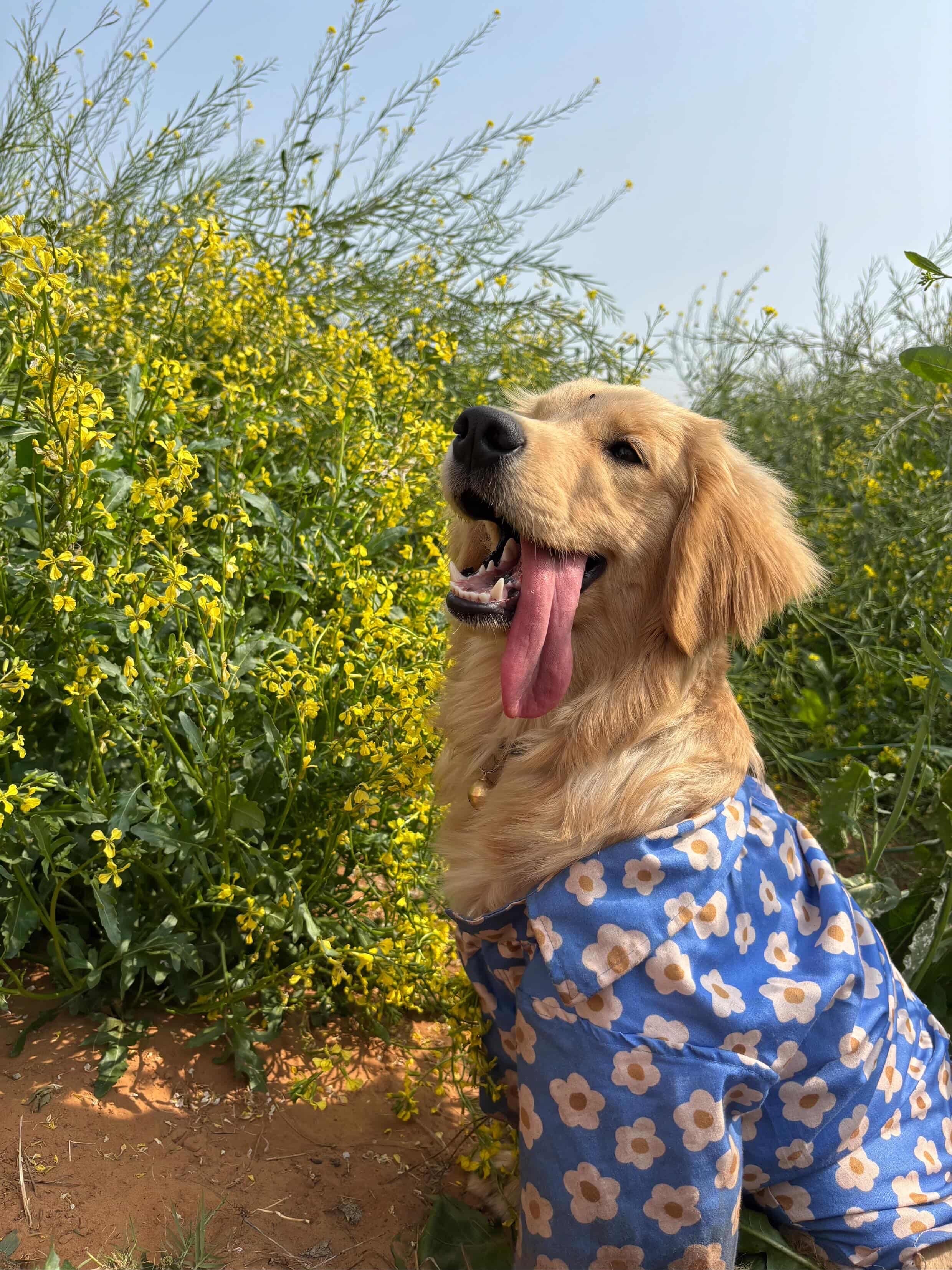 Golden Retriever dog sitting in a meadow of yellow flowers, wearing a Blue Meadow Cotton Shirt with a daisy pattern from The Woof Parade.