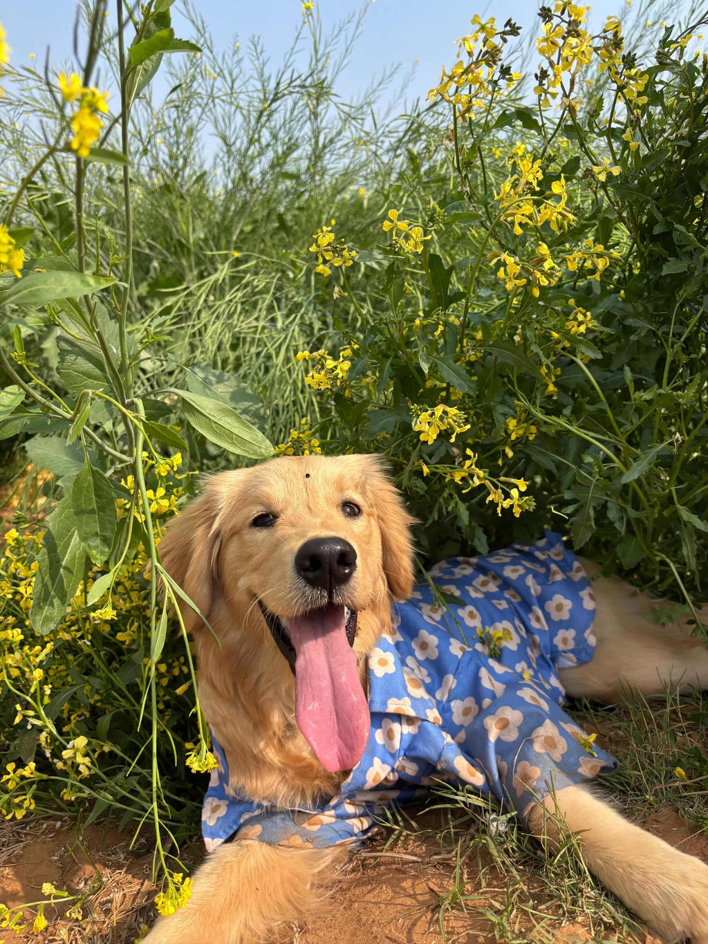 Golden Retriever lying down outdoors, modeling a lightweight blue floral print cotton shirt for pets by The Woof Parade.